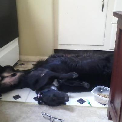 A large black dog lies on its back on a tiled floor next to a small container of food and a pair of glasses.