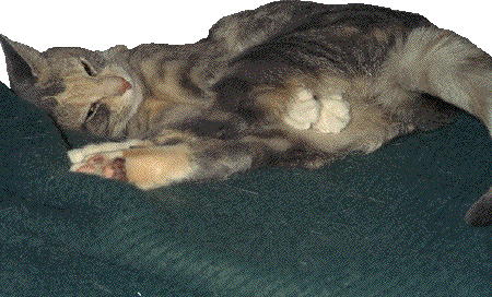 Zoe1Zoe D. Katze, Ph.D., C.Ht