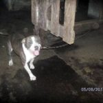 A grey and white pit bull dog stands on a dark, dirty floor next to a wooden structure. A timestamp '05/09/2011' is visible in the bottom right corner.
