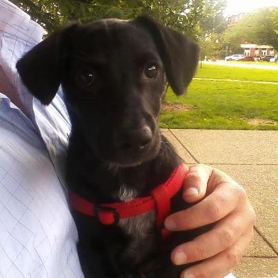 Lamont Gets Spanked A small black dog with a red harness, identified as Lamont, is held by a person wearing a light blue checkered button-down shirt in a park setting.