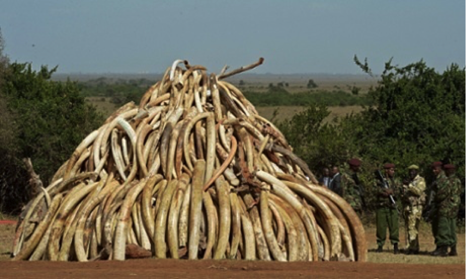 Confiscated elephant tusks from murdered elephants in Tanzania