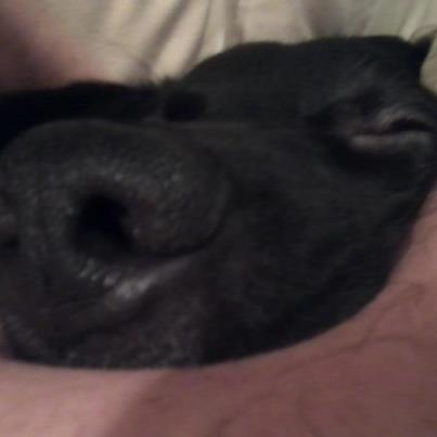 An extreme close-up photograph of a black dog's nose and face, likely Lamont, Nate Thayer's dog.
