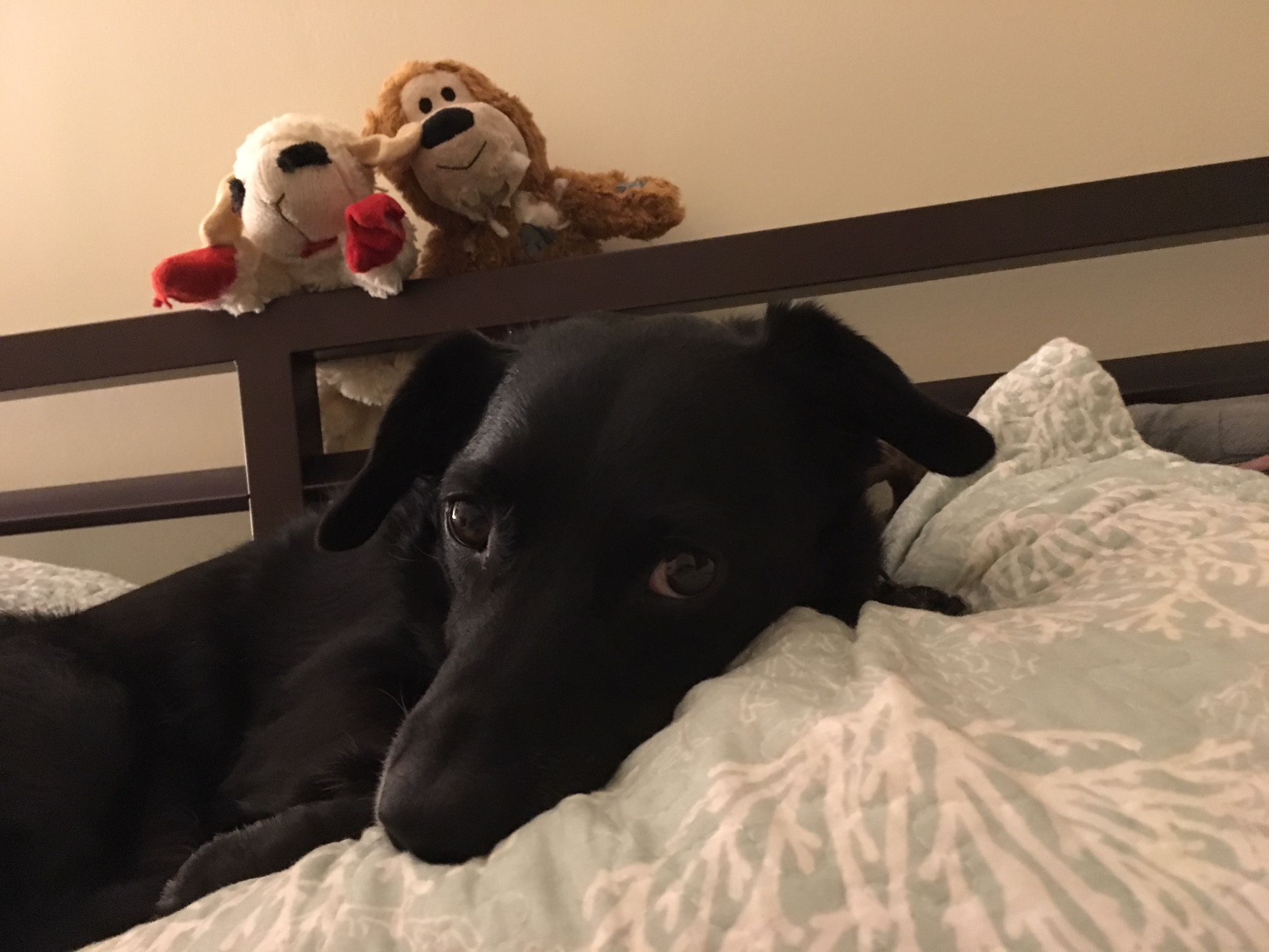 A close-up photograph of a black dog lying on a bed with light-colored patterned bedding. In the background, two stuffed animals are perched on a dark wooden headboard.
