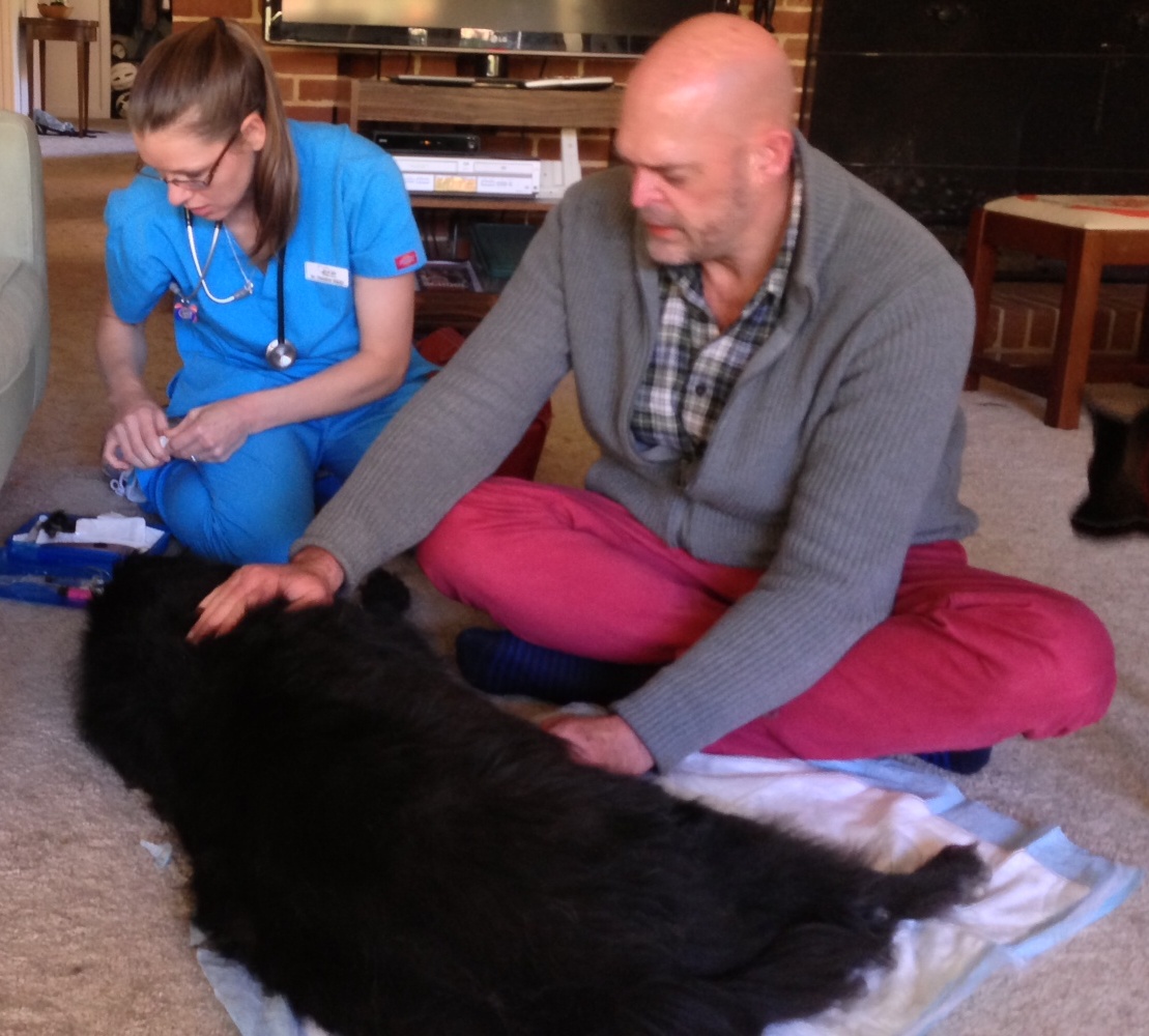 Preparing Buddy to go to a better place. He was sedated and sleep alive, but he was near sleeping. The Dr. prepares the drugs that will cause his heart to stop, when he will die.